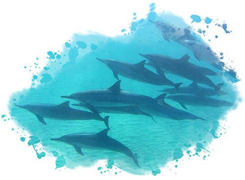 You could see dolphins while scuba diving on Kauai with Garden Isle Divers