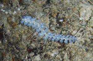 image of a Blue Dragon Nudibranch