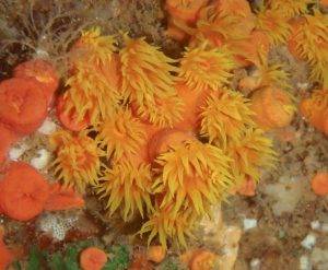 image of Orange Cup Coral