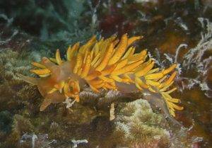 image of a Cup Coral Nudibranch