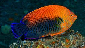 image of a potters angelfish