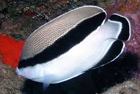 image of a Bandit Angelfish 