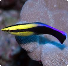 image of a Hawaiian Cleaner Wrasse