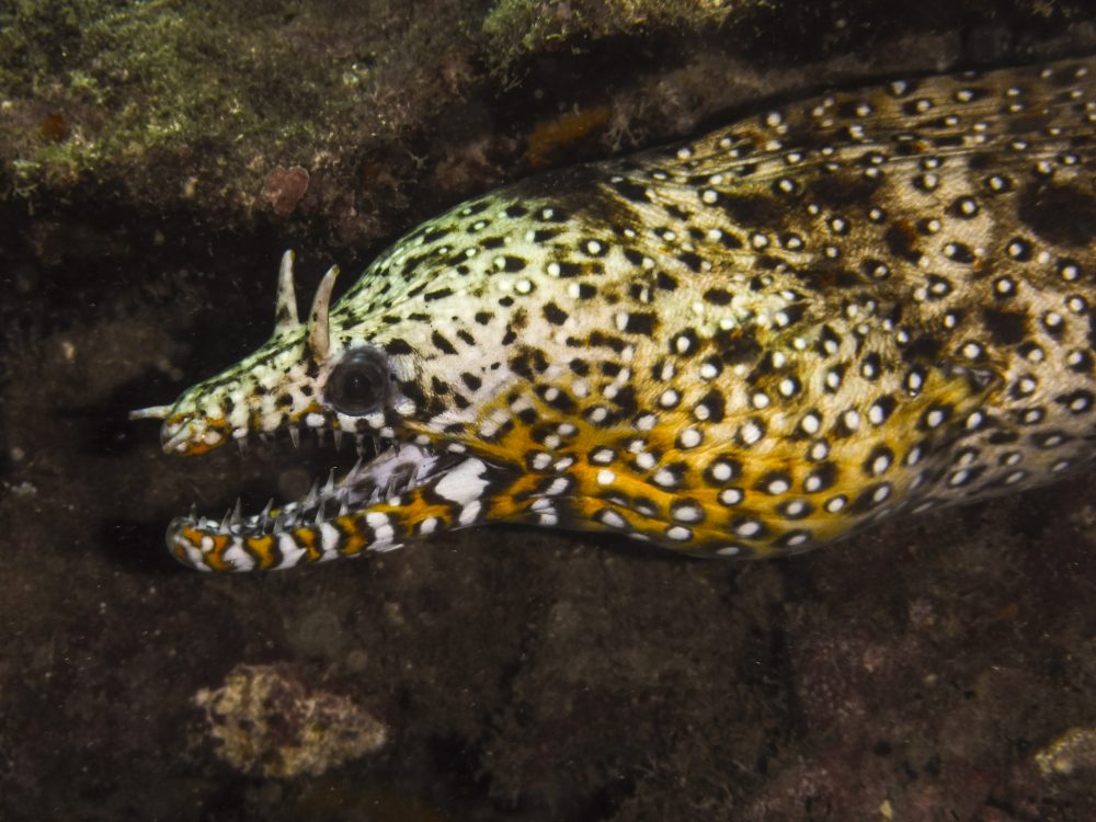 image of a dragon moray