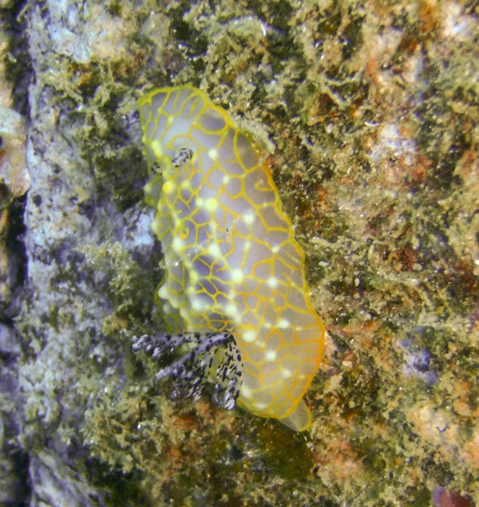 image of a Gold Lace Nudibranch