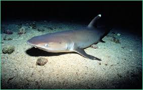 image of a white tip reef shark