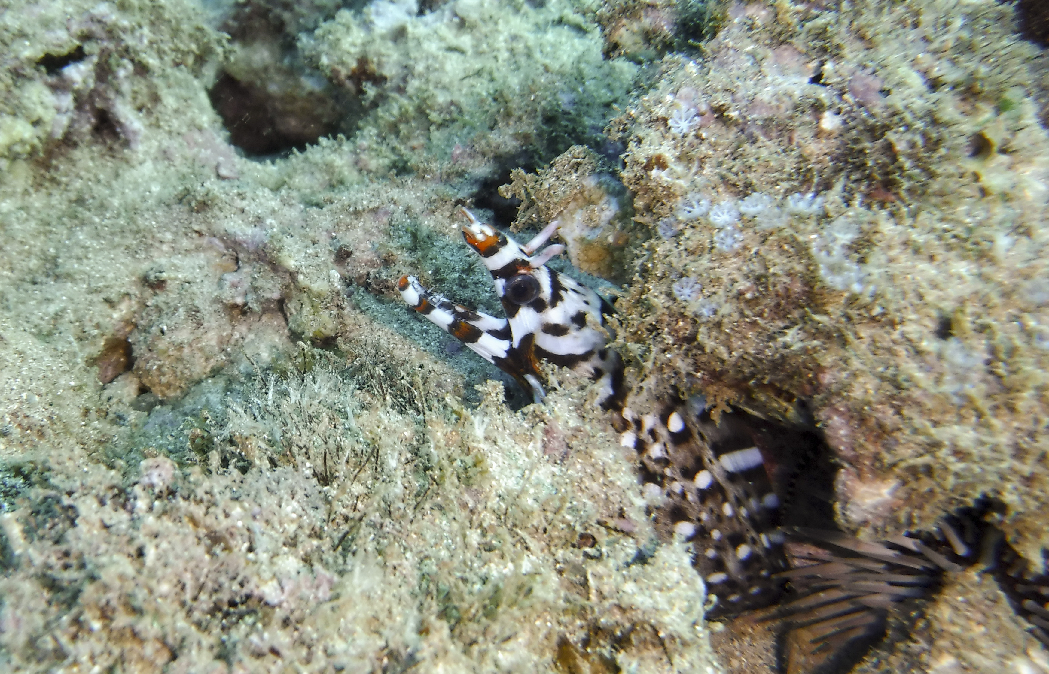 image of A Small Dragon Moray