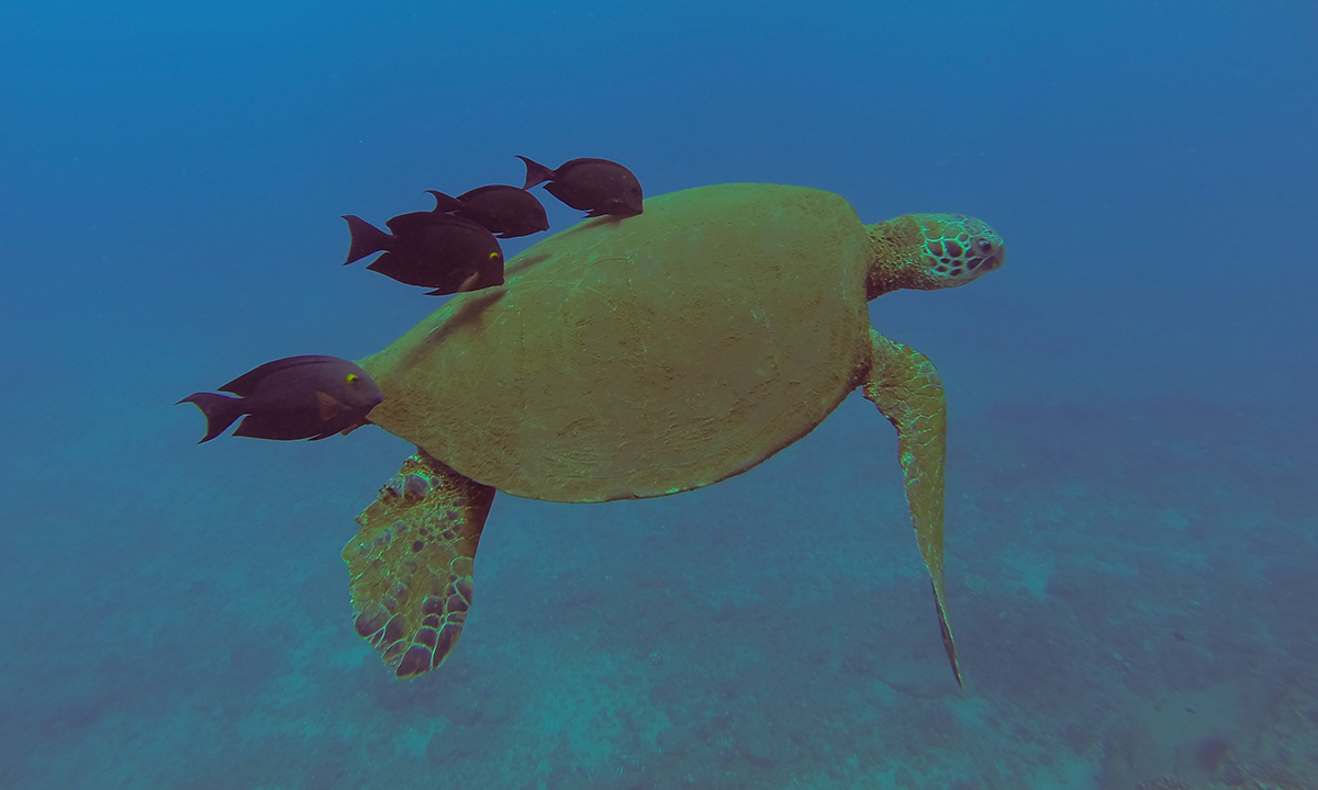 image of a Sea Turtle