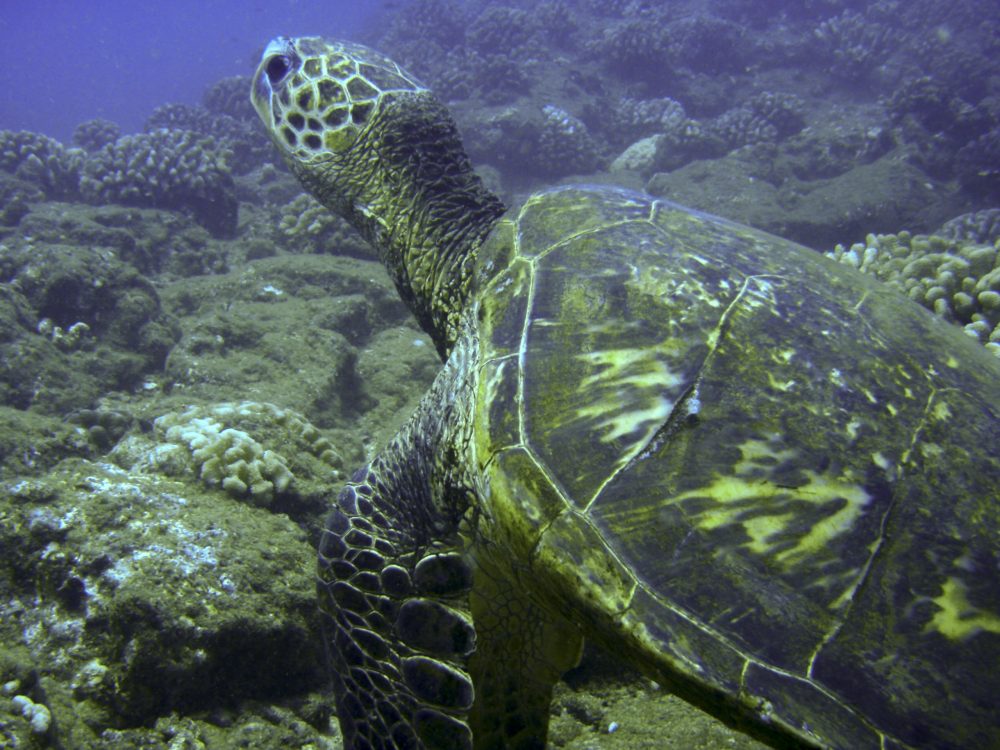 image of a green sea turtle