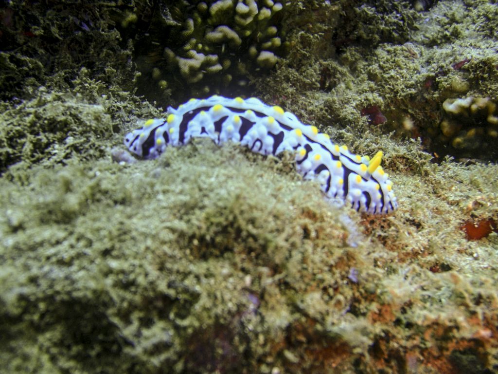 image of a Varicose Phyllidia
