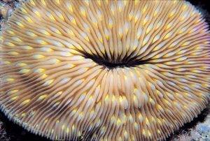image of oval mushroom coral