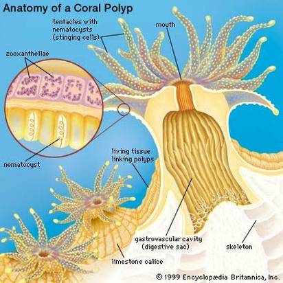 image of coral polyp structure