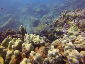 image of mound coral colonies in kauai