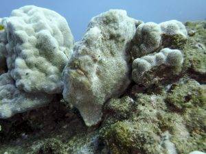 image of a frogfish