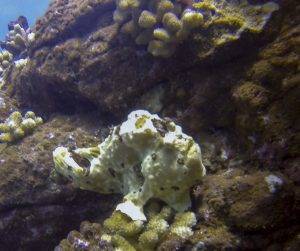 image of a frogfish