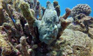 image of a frogfish