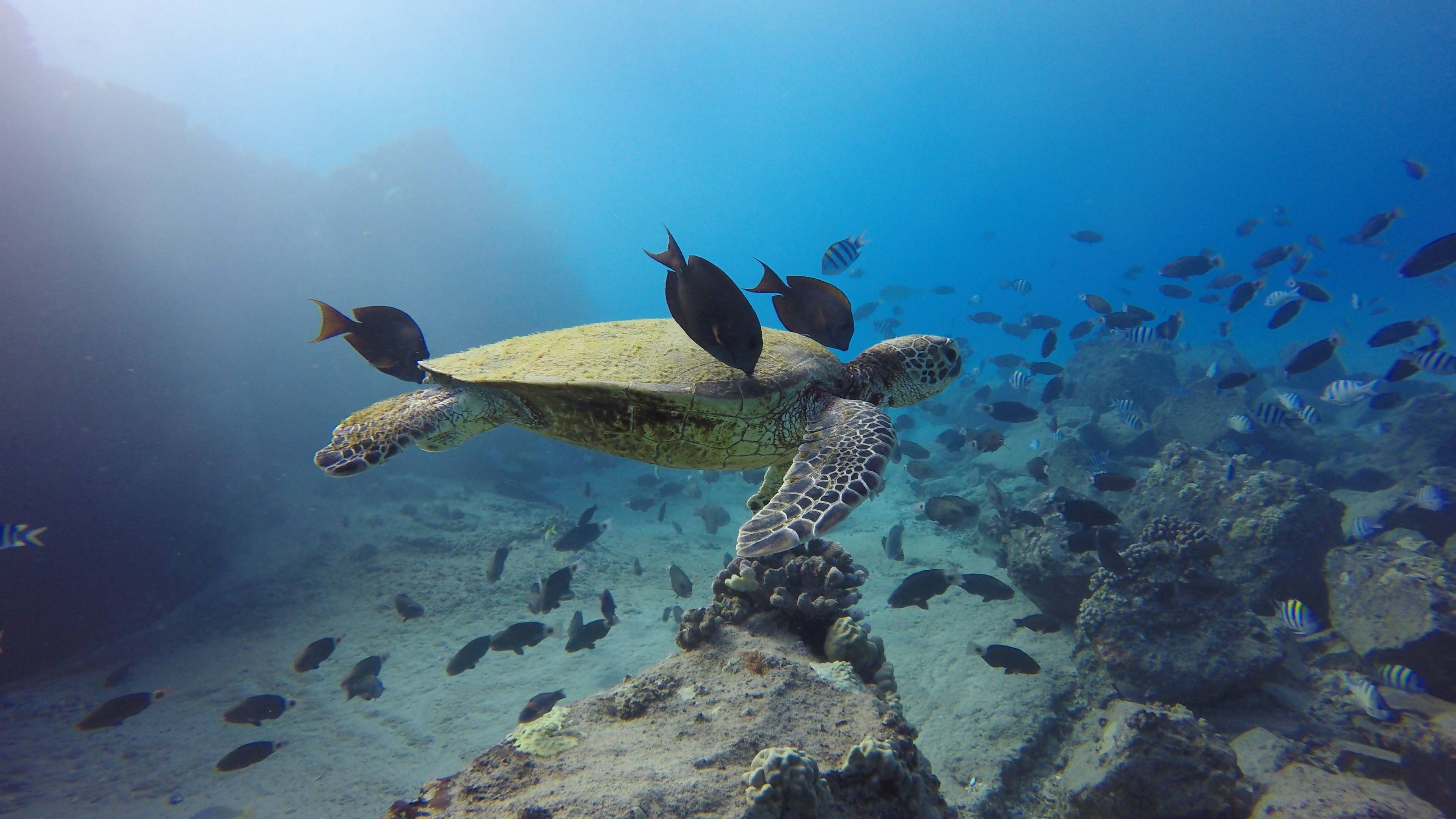 image of a turtle being cleaned