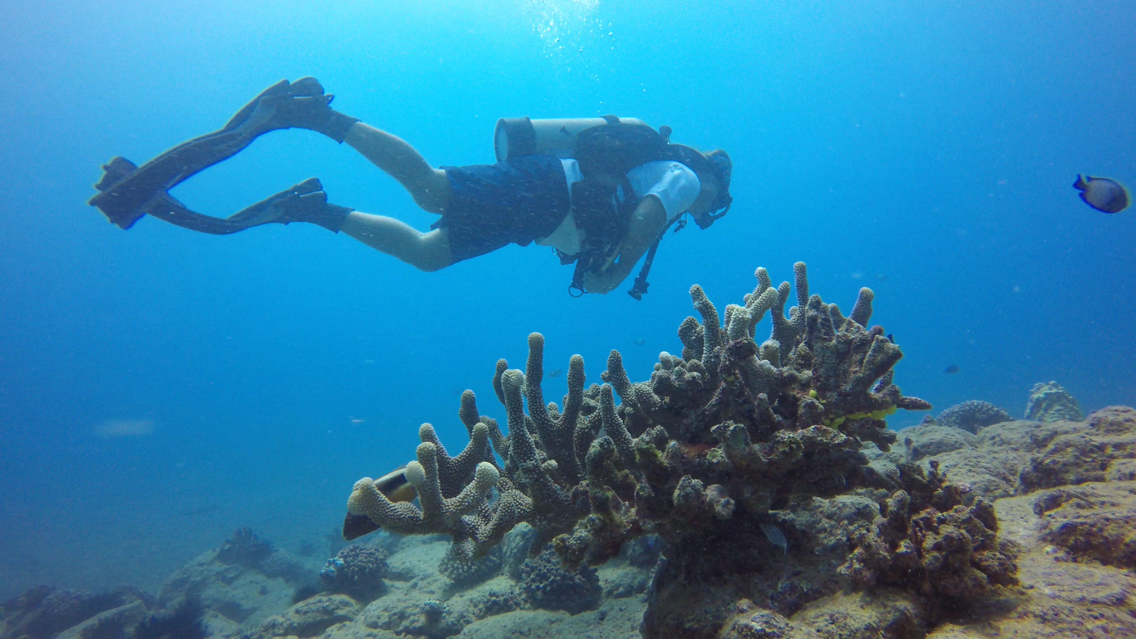 Image of diver swimming above reef