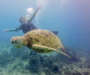image of a turtle and diver together
