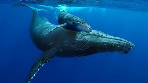 image of humpback whale and calf