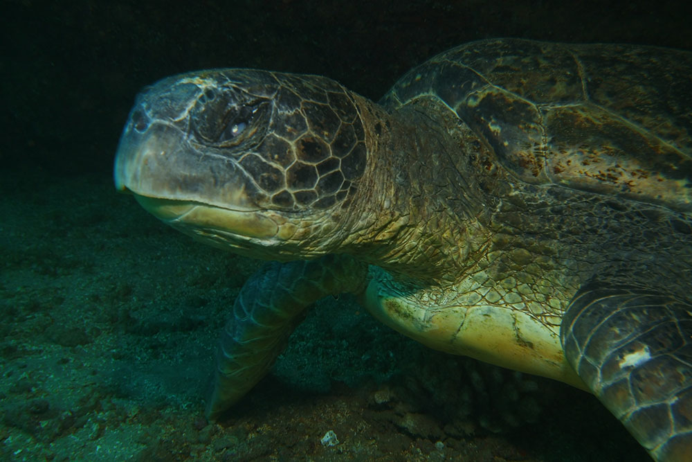 close up image of a green sea turtle 