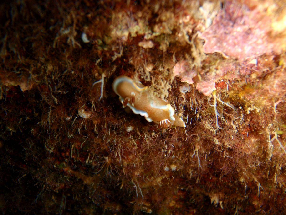 image of a White Margin Nudibranch