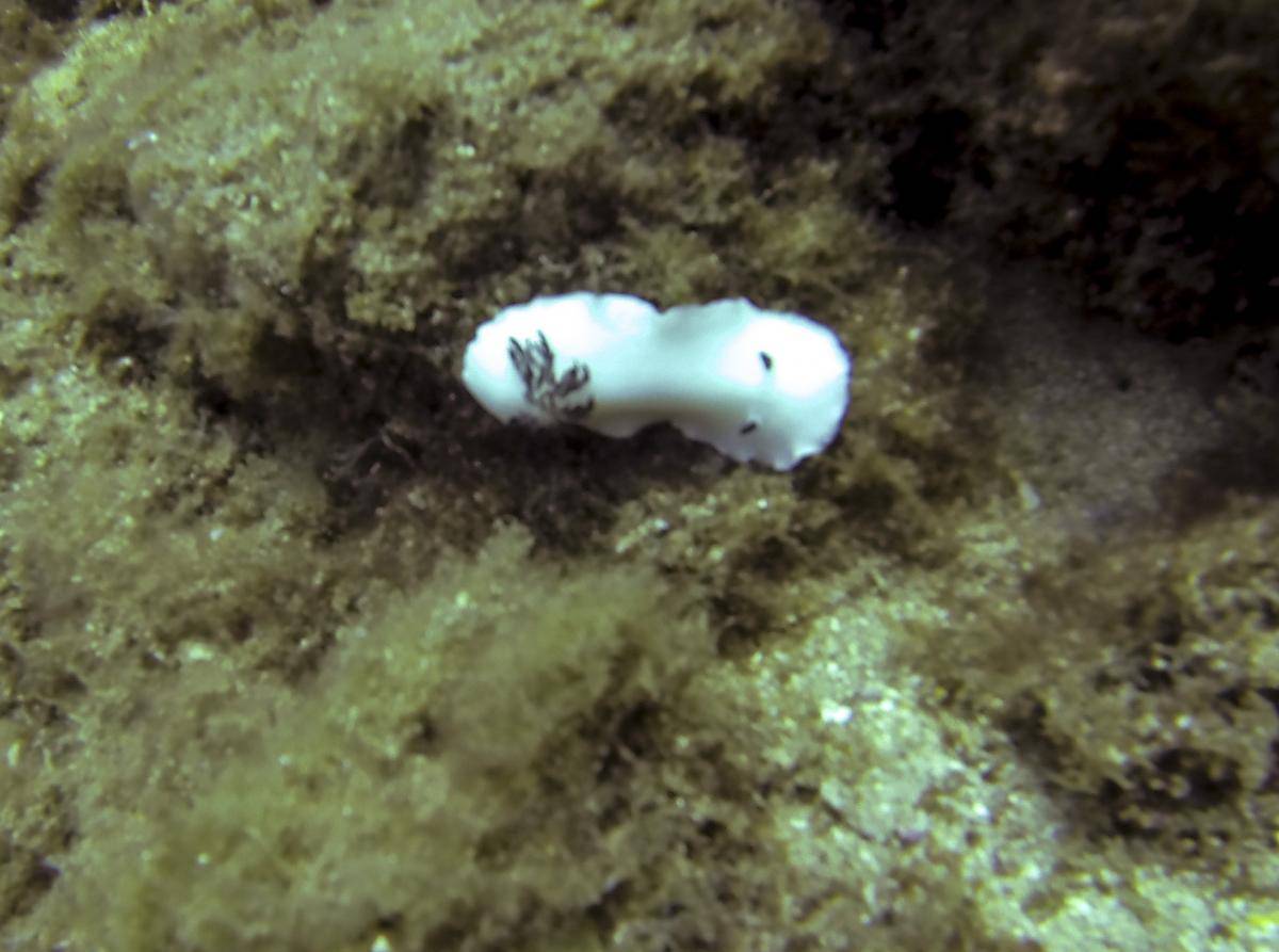 image of a Fellow's Nudibranch