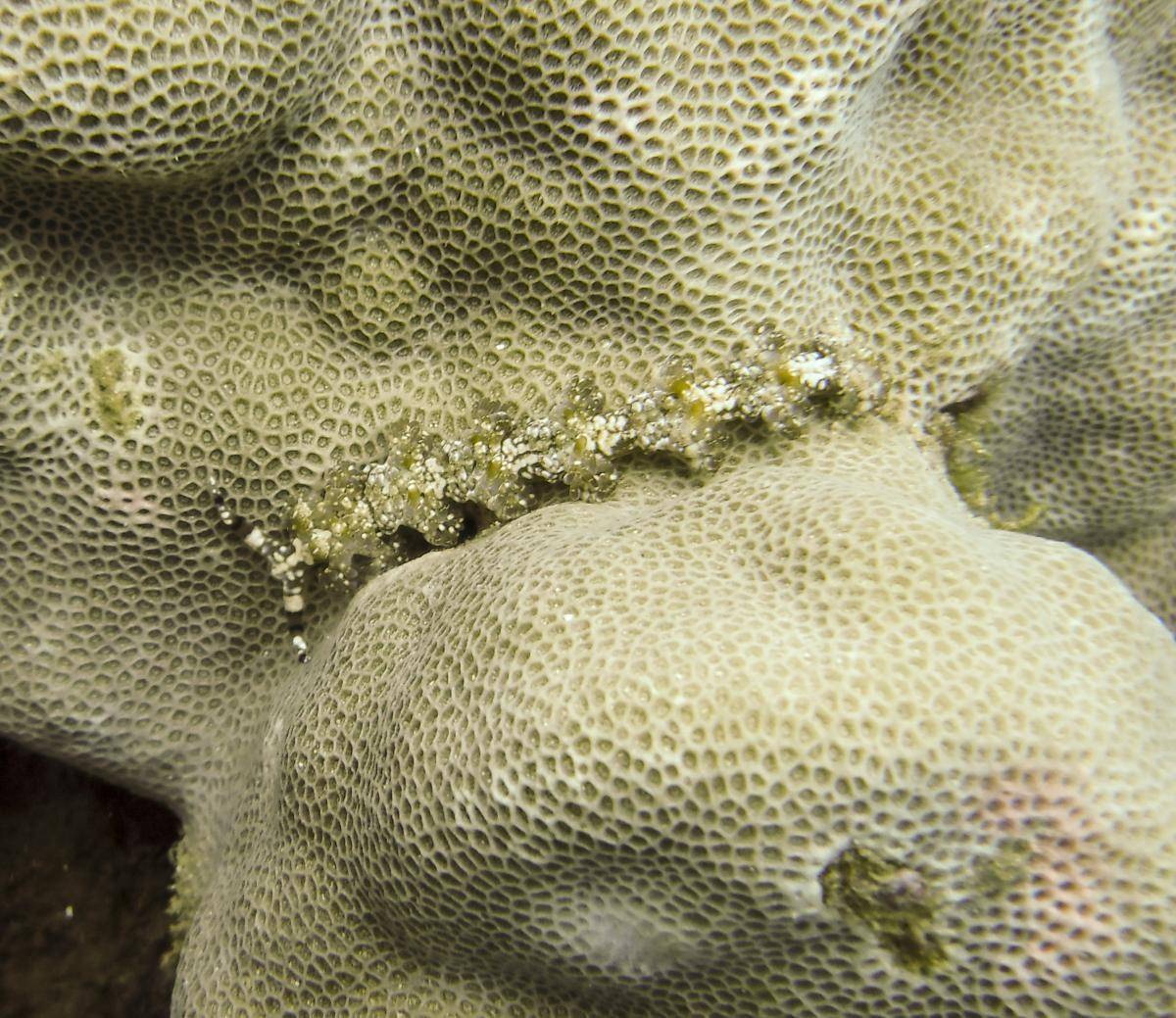 image of a Blue Dragon - Gold Color Variation