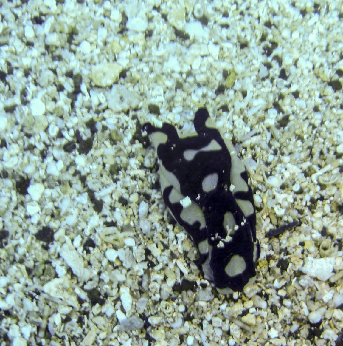 image of a Pilsbry's Headshield Slug