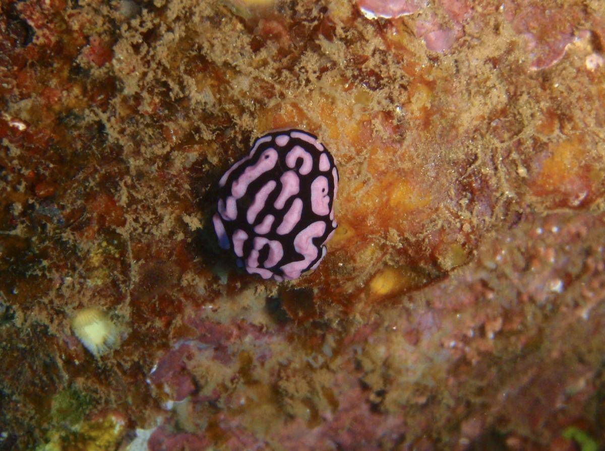 image of a Rosy Phyllidia