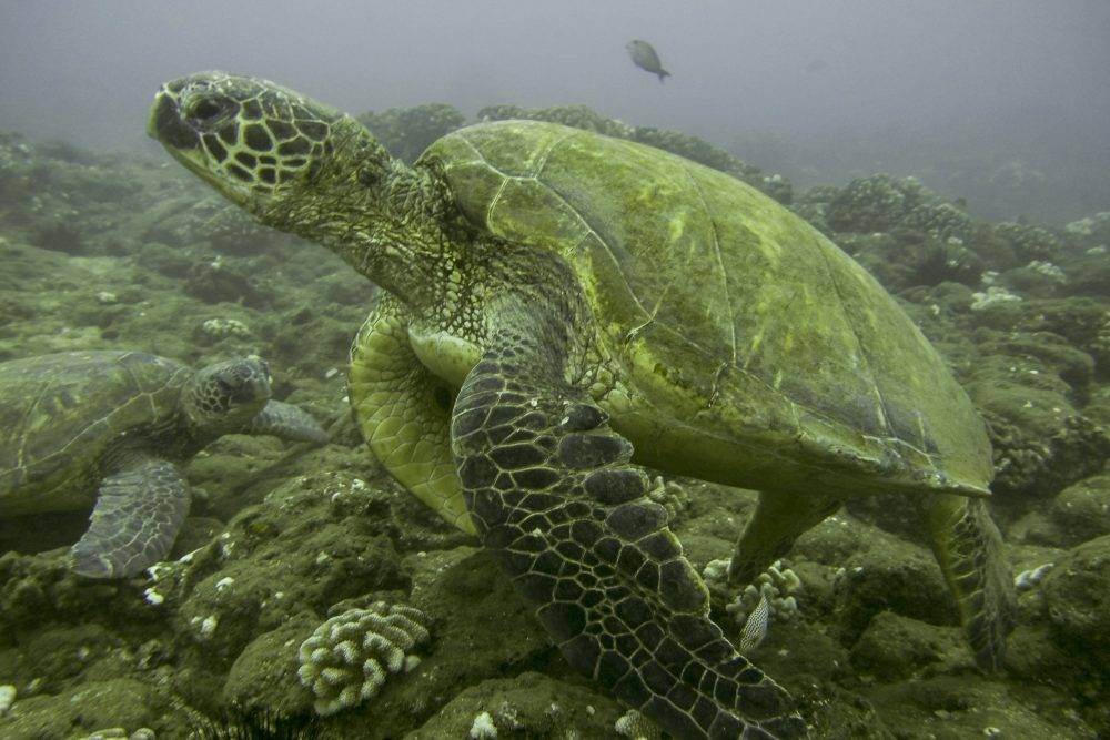 image of a sea turtle