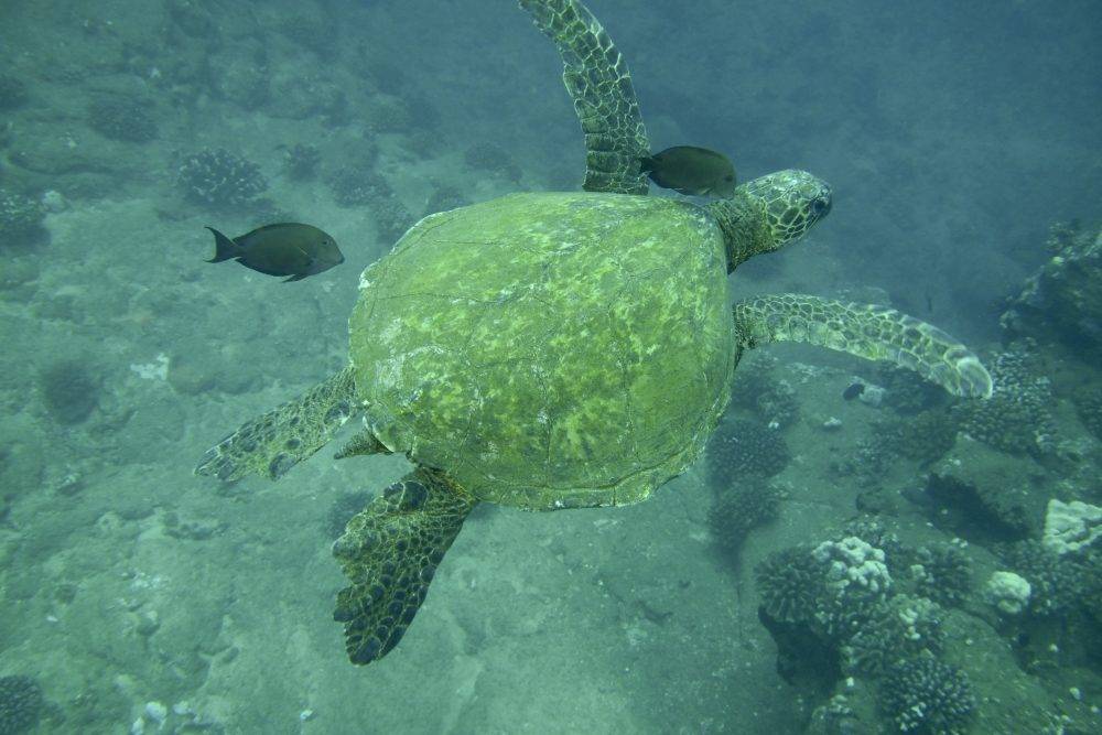 image of a sea turtle