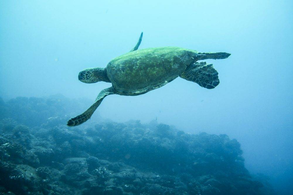 image of a sea turtle