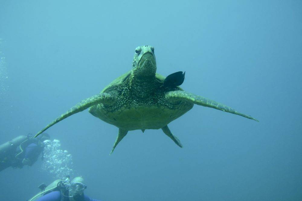 image of a sea turtle