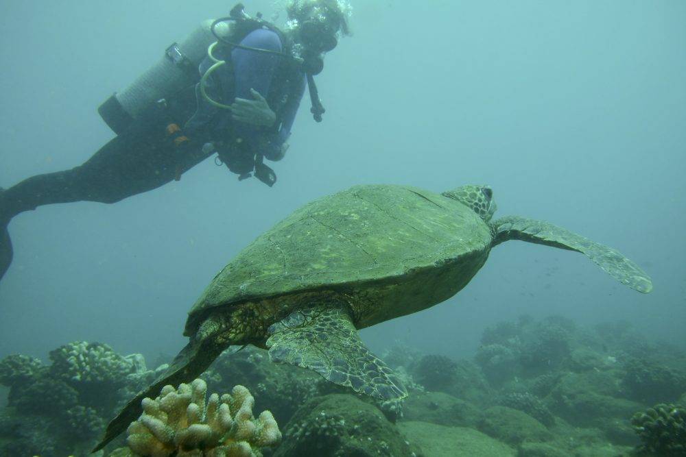 image of a sea turtle