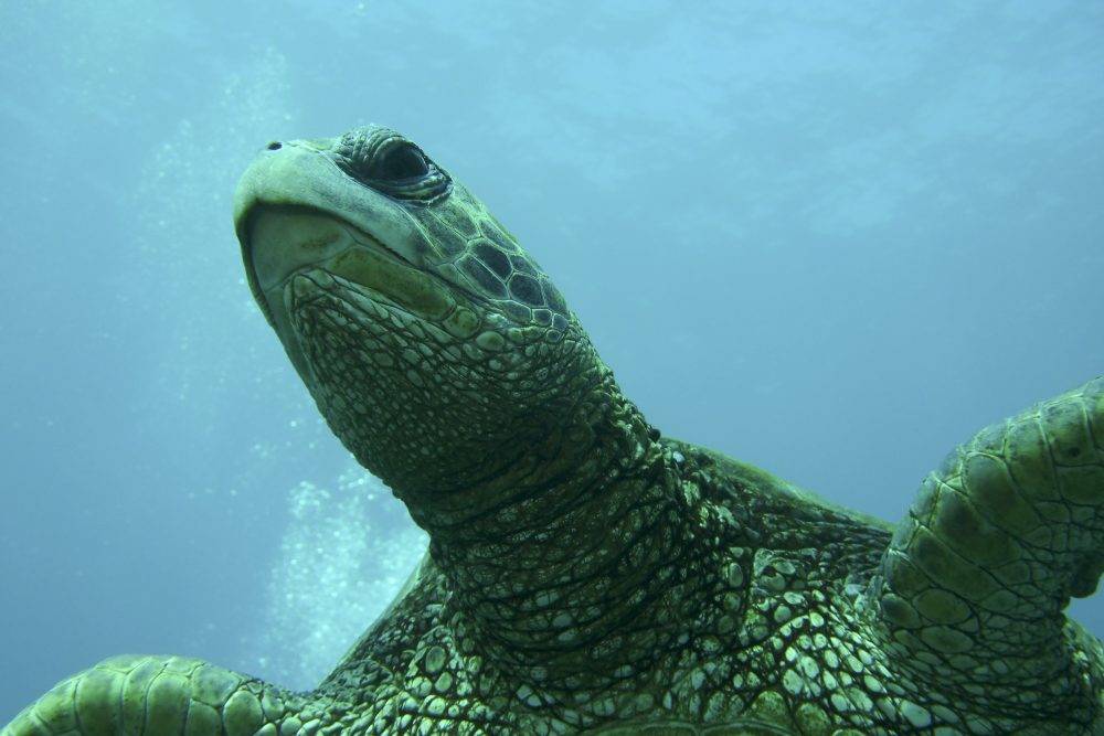 image of a sea turtle