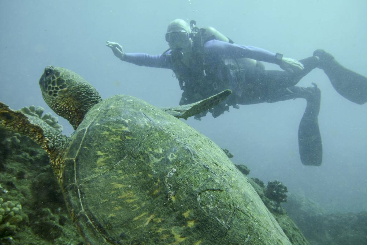 image of a sea turtle