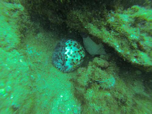 image of tiger cowrie shell