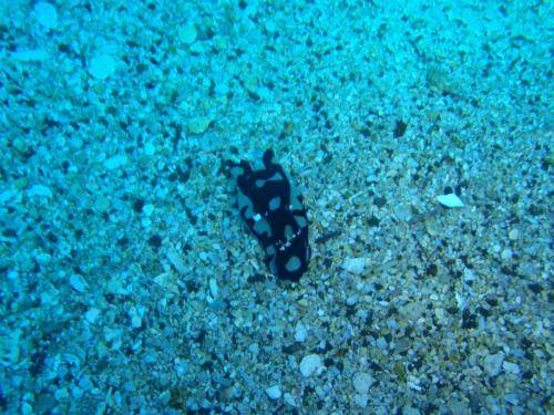 image of a headshield slug