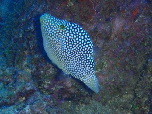 image of a spotted toby fish
