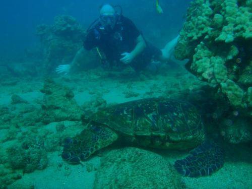 image of a turtle sleeping