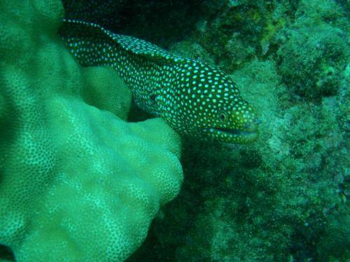 image of a whitemouth moray eel