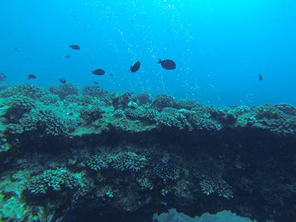 image of the reef at ambers arches