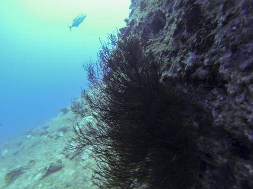 image of a black coral bush at ambers arches