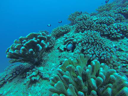 image of some coral at ambers arches