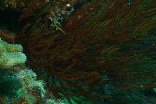 image of black coral