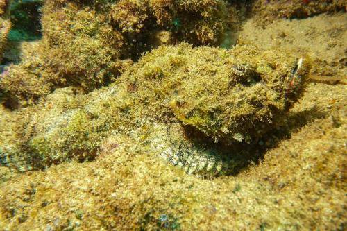 image of a Devil Scorpion fish