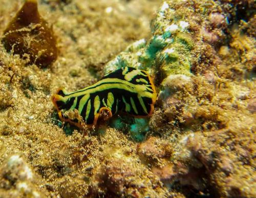 image of divided flatworm