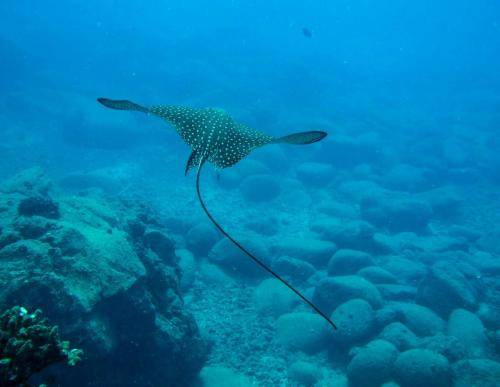 image of a spotted eagle ray