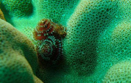 image of Feather Duster Worms
